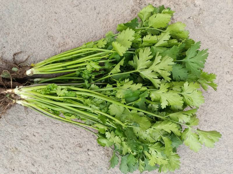 精品铁杆青小叶香菜，三十亩在售中。