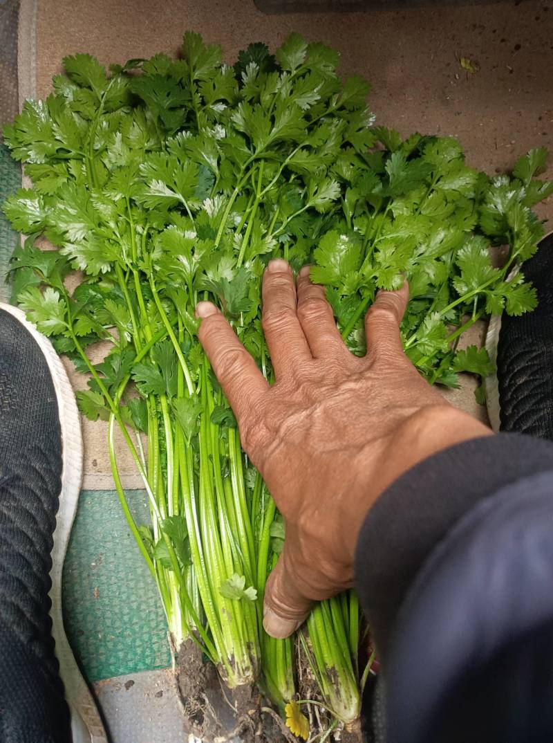 精品铁杆青小叶香菜，三十亩在售中。