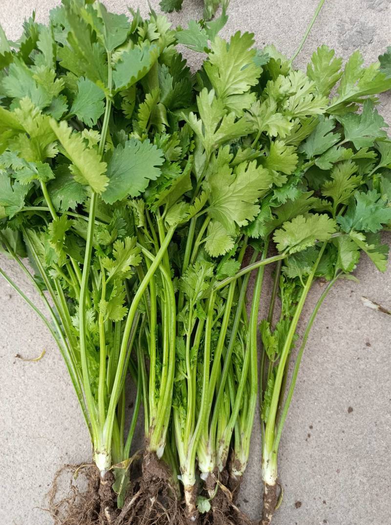 精品铁杆青小叶香菜，三十亩在售中。