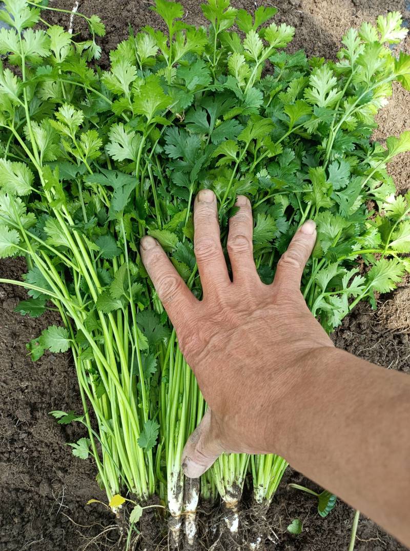 精品铁杆青小叶香菜，三十亩在售中。