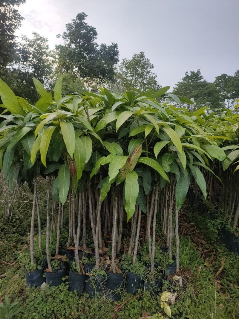 嫁接苗芒果苗大杯苗（台湾芒）
