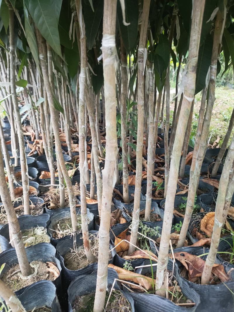 嫁接苗芒果苗大杯苗（台湾芒）