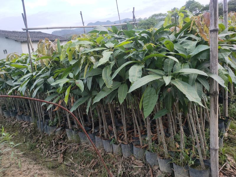 嫁接苗芒果苗大杯苗（台湾芒）