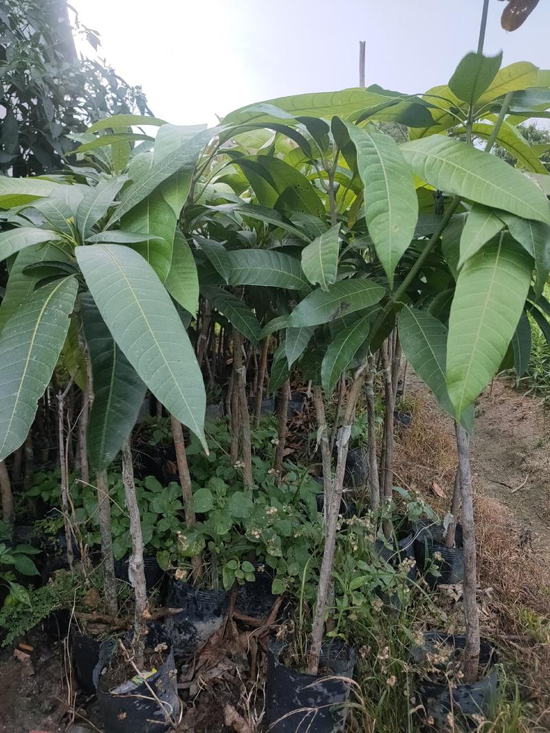 嫁接苗芒果苗大杯苗（台湾芒）