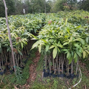 嫁接苗芒果苗大杯苗（台湾芒）