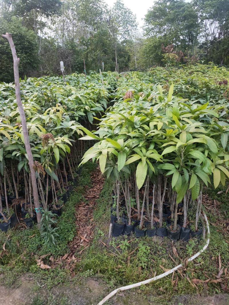 嫁接苗芒果苗大杯苗（台湾芒）