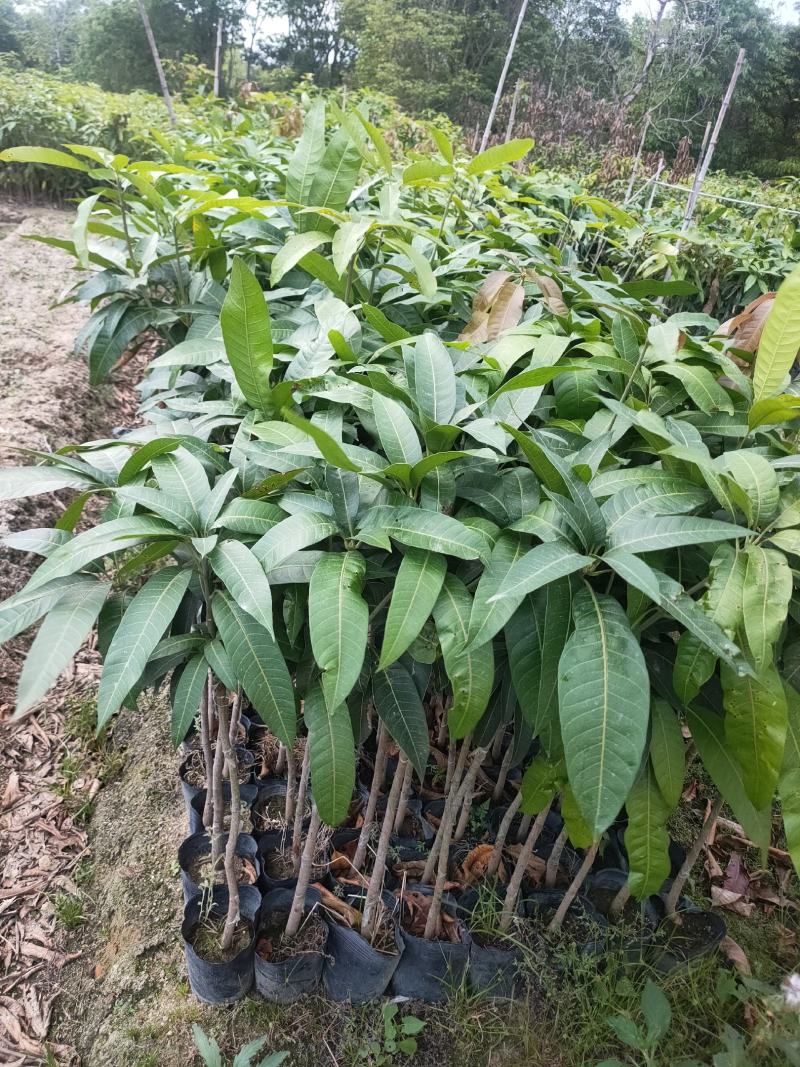 嫁接苗芒果苗大杯苗（台湾芒）