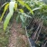 嫁接苗芒果苗大杯苗（台湾芒）