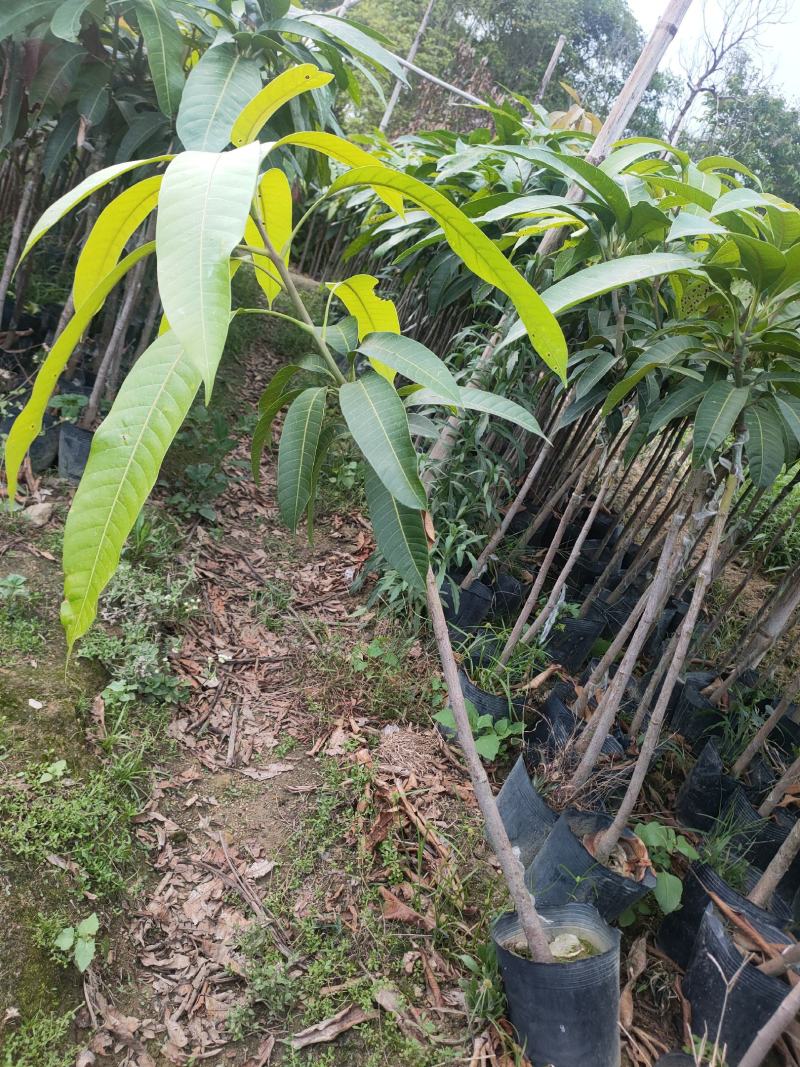 嫁接苗芒果苗大杯苗（台湾芒）