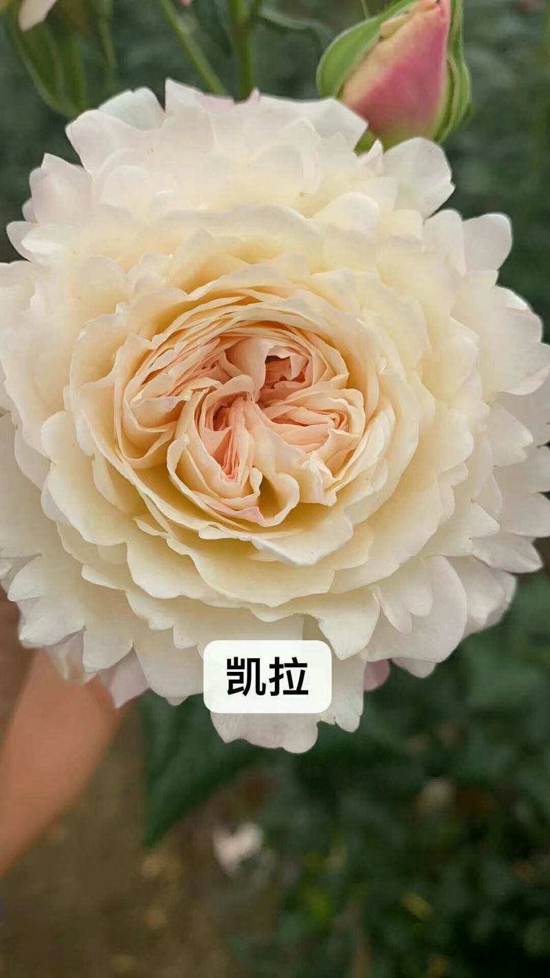 新品种月季花苗