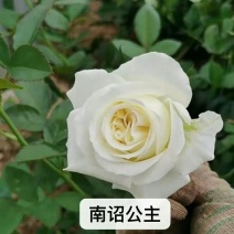 新品种月季花苗