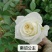 新品种月季花苗