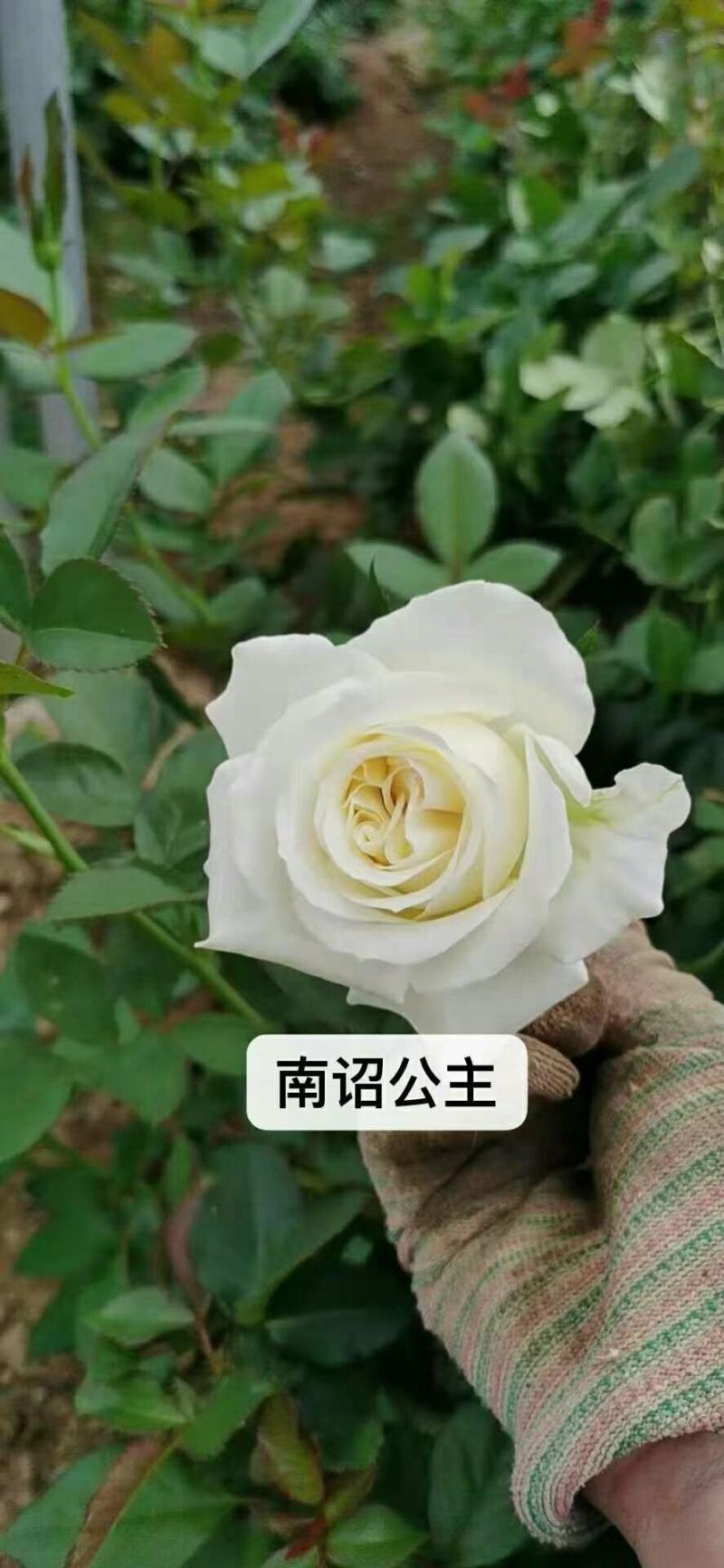新品种月季花苗