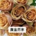 新品种月季花苗
