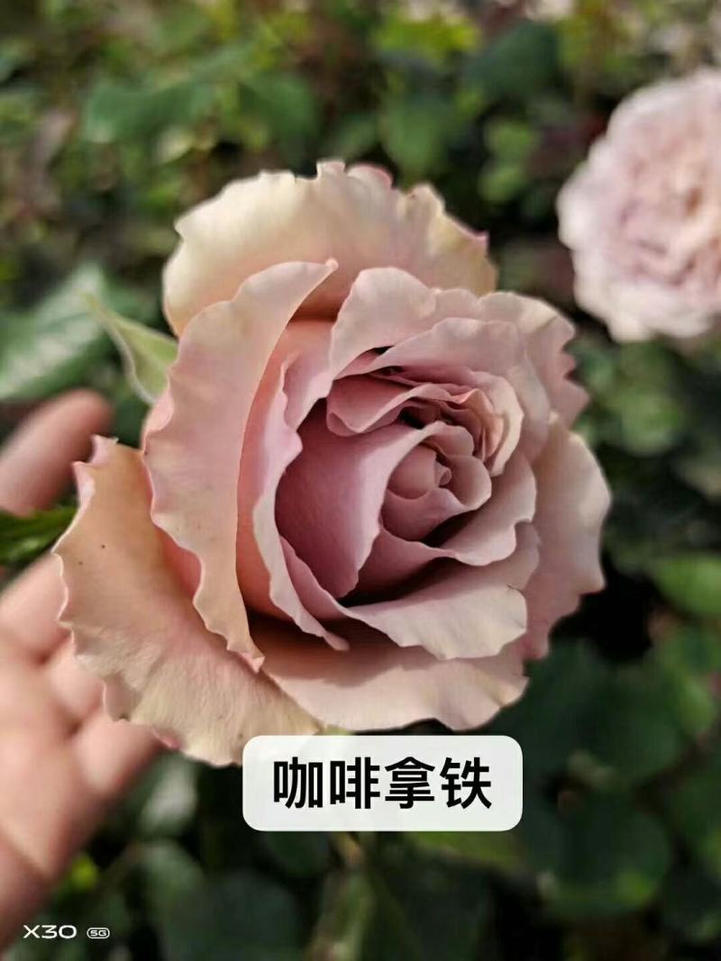 新品种月季花苗