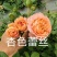 新品种月季花苗