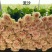 新品种月季花苗