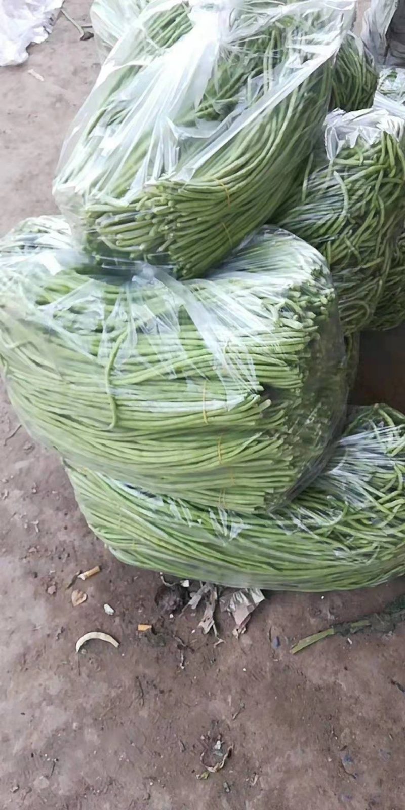 精品长豆角，豇豆大量上市，代发全国，欢迎全国客商前来选购