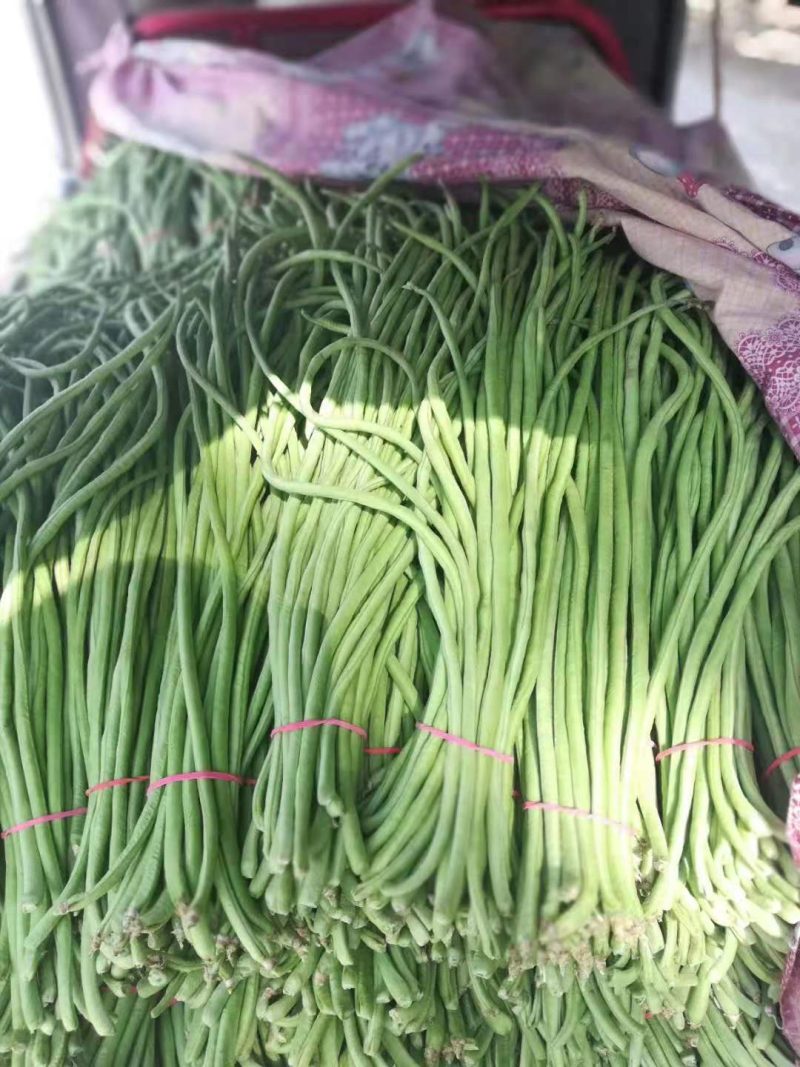 精品长豆角，豇豆大量上市，代发全国，欢迎全国客商前来选购