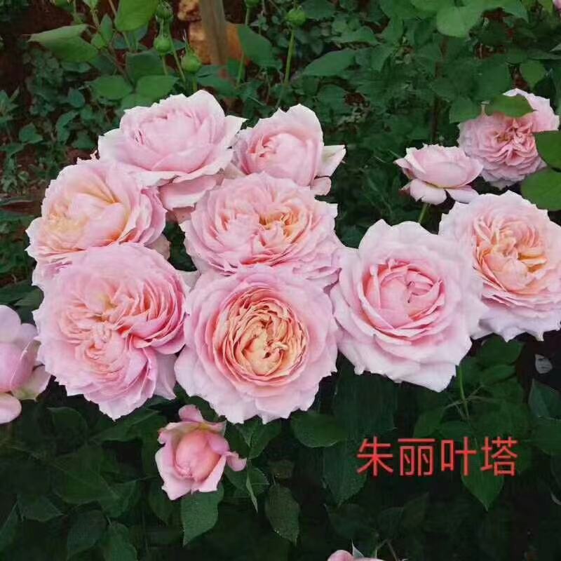 丰花月季苗有要栽貂蝉、曼塔、洛神、高原红、太妃糖。、微光
