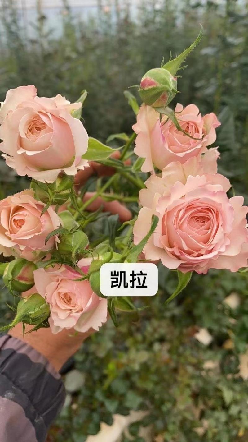 丰花月季苗有要栽貂蝉、曼塔、洛神、高原红、太妃糖。、微光