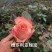 丰花月季苗有要栽貂蝉、曼塔、洛神、高原红、太妃糖。、微光