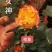 丰花月季苗有要栽貂蝉、曼塔、洛神、高原红、太妃糖。、微光