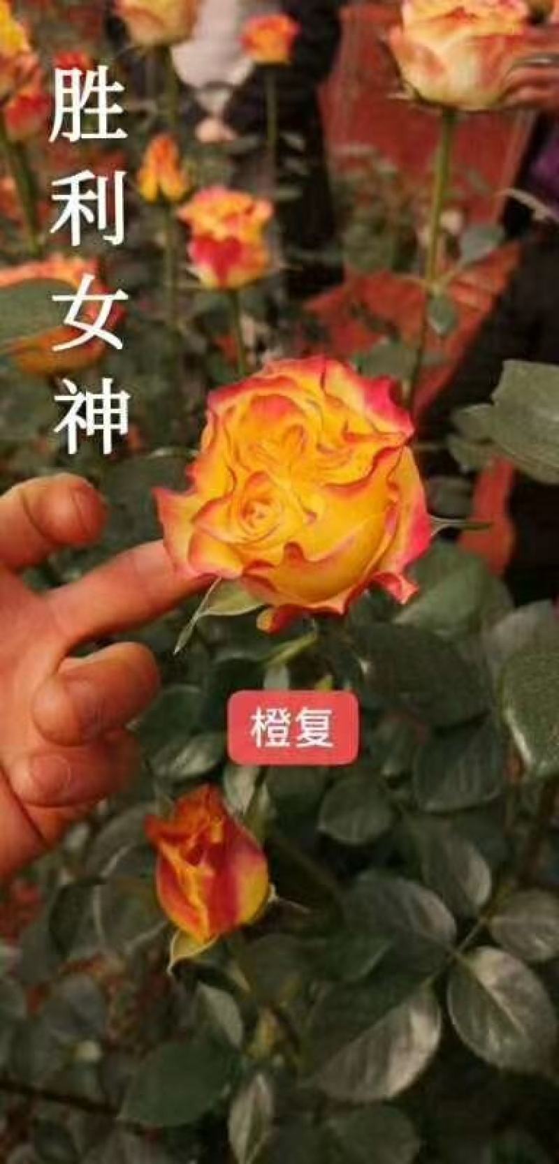 丰花月季苗有要栽貂蝉、曼塔、洛神、高原红、太妃糖。、微光