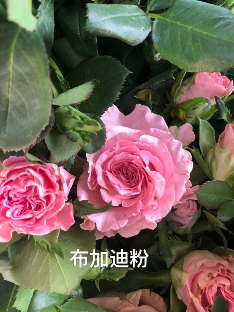 丰花月季苗有要栽貂蝉、曼塔、洛神、高原红、太妃糖。、微光