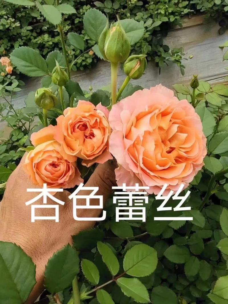丰花月季苗有要栽貂蝉、曼塔、洛神、高原红、太妃糖。、微光