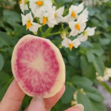 七彩土豆,基地种植,标准流程,生态种植,美味健康放心食品