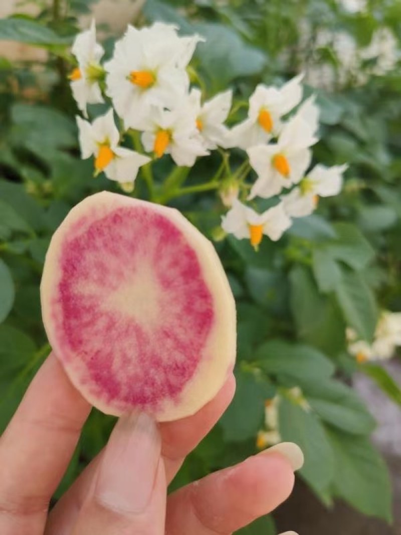 七彩土豆，基地种植，标准流程，生态种植，美味健康放心食品