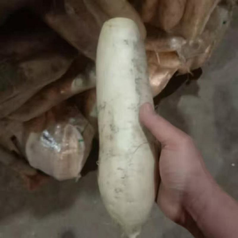 大量批发供应加工厂的，养殖场的袋装白萝卜，渣萝卜