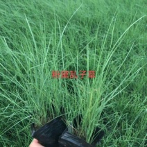 粉黛乱子草，景观绿化用。