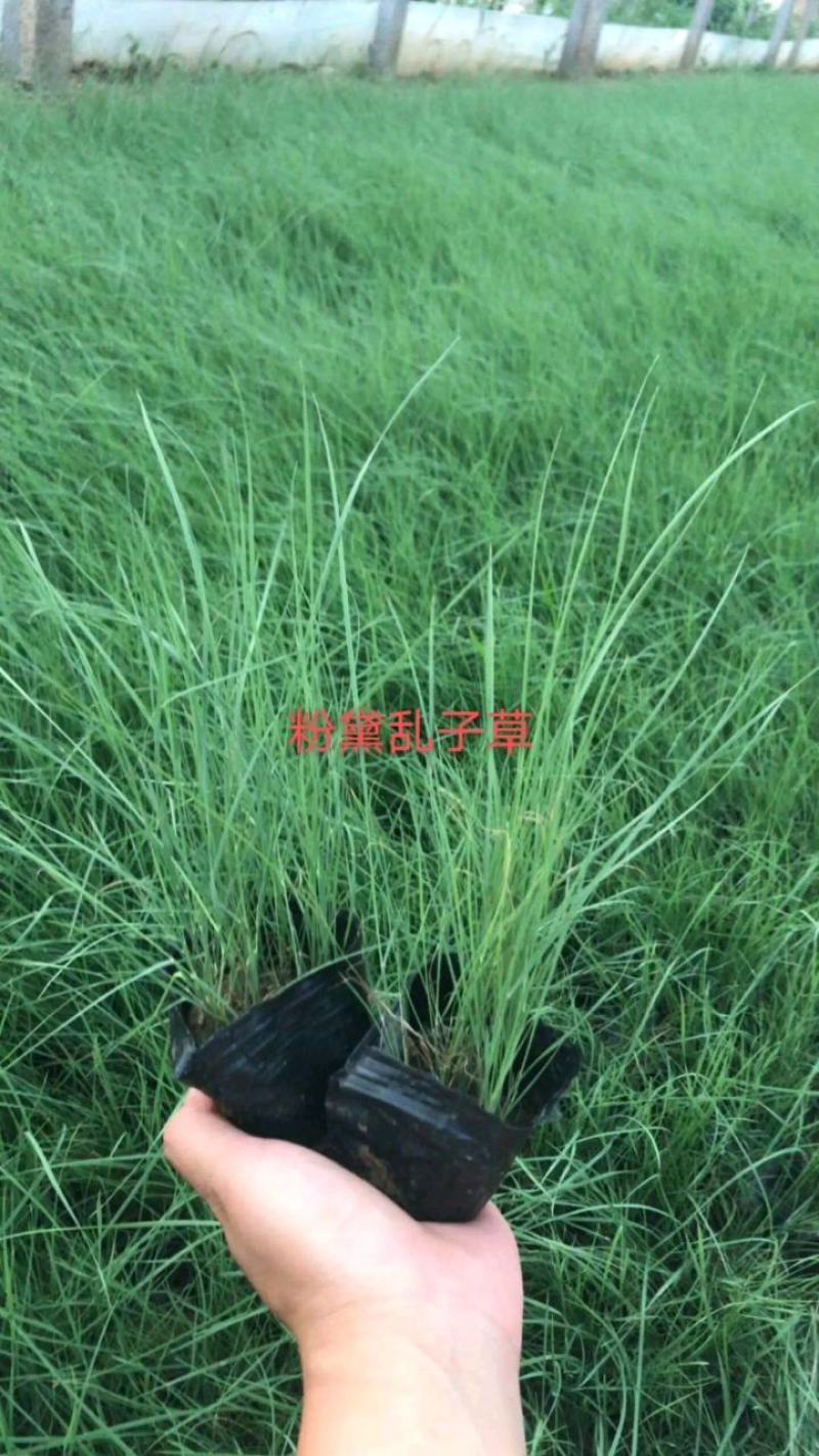 粉黛乱子草，景观绿化用。