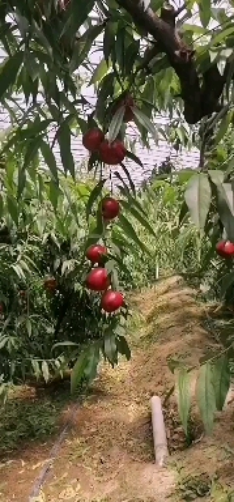 万亩油桃基地，冷棚大量上市，关系新老客户前来选购