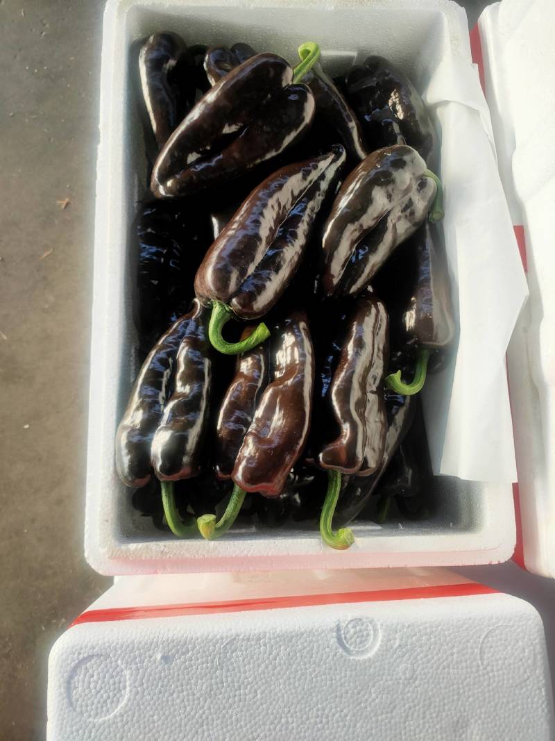 巧克力彩椒，想种植的跟我联系，种苗供应