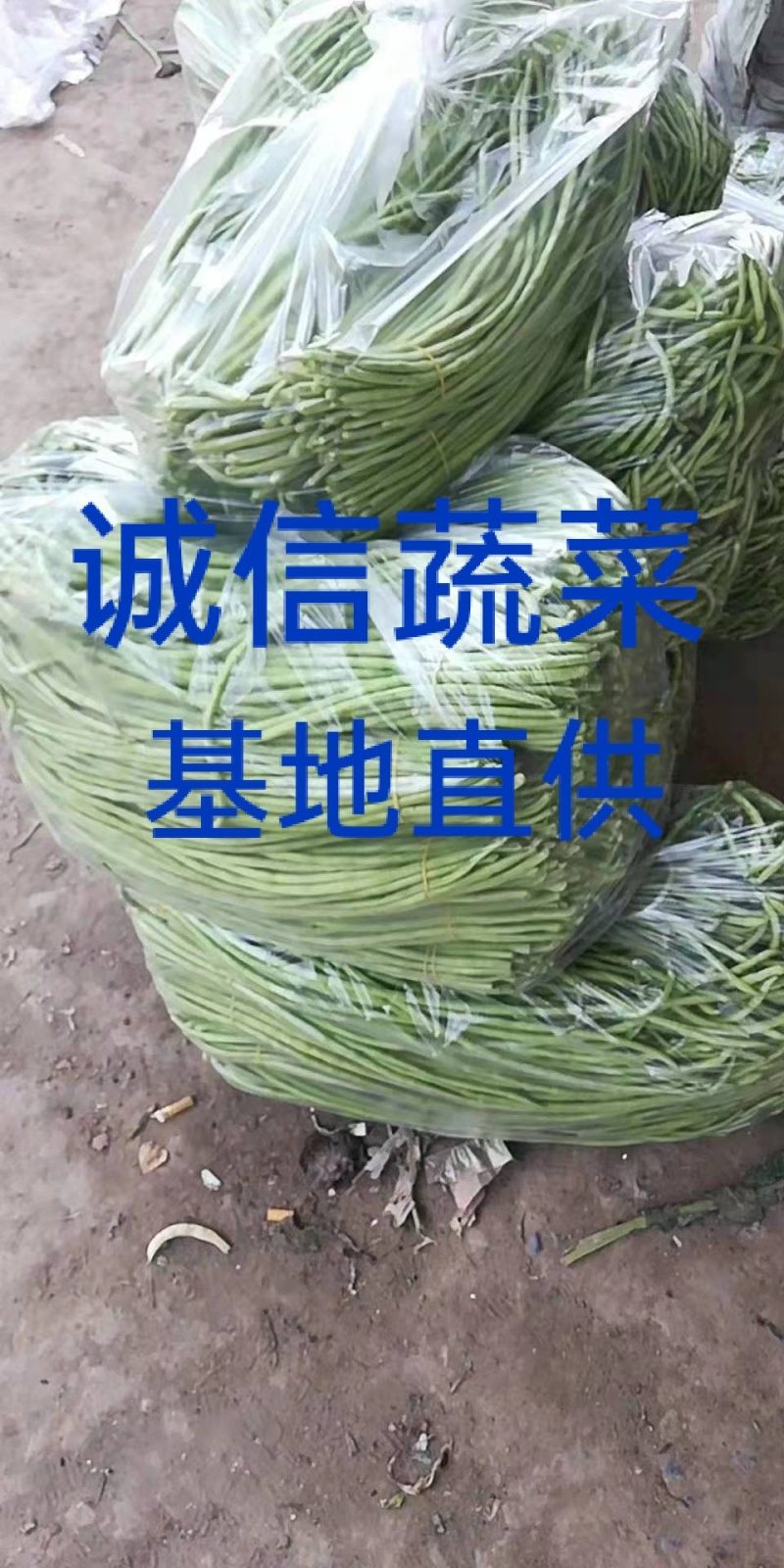 精品长豆角，豇豆大量上市，代发全国，欢迎全国客商前来选购