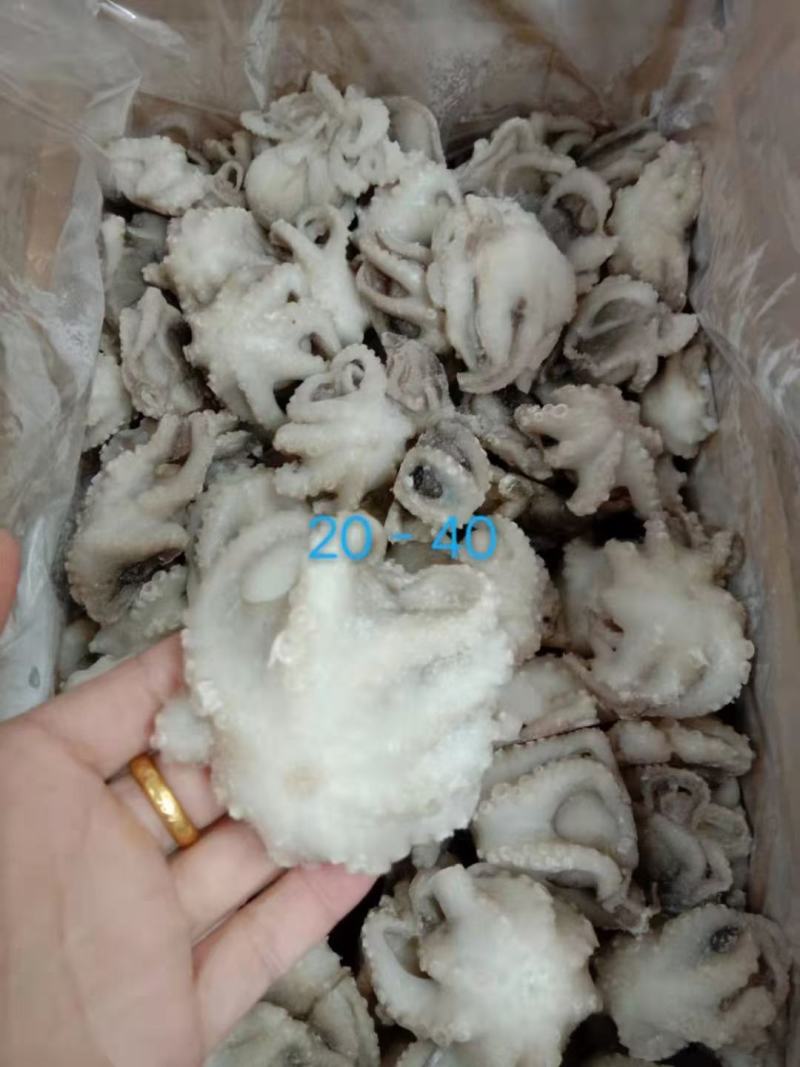 干冰八爪鱼大量有货，一件毛重10斤，净9斤