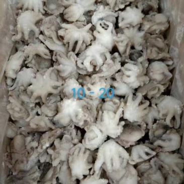 干冰八爪鱼大量有货，一件毛重10斤，净9斤