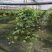 花叶165规格常春藤藤长30-60cm左右基地直销