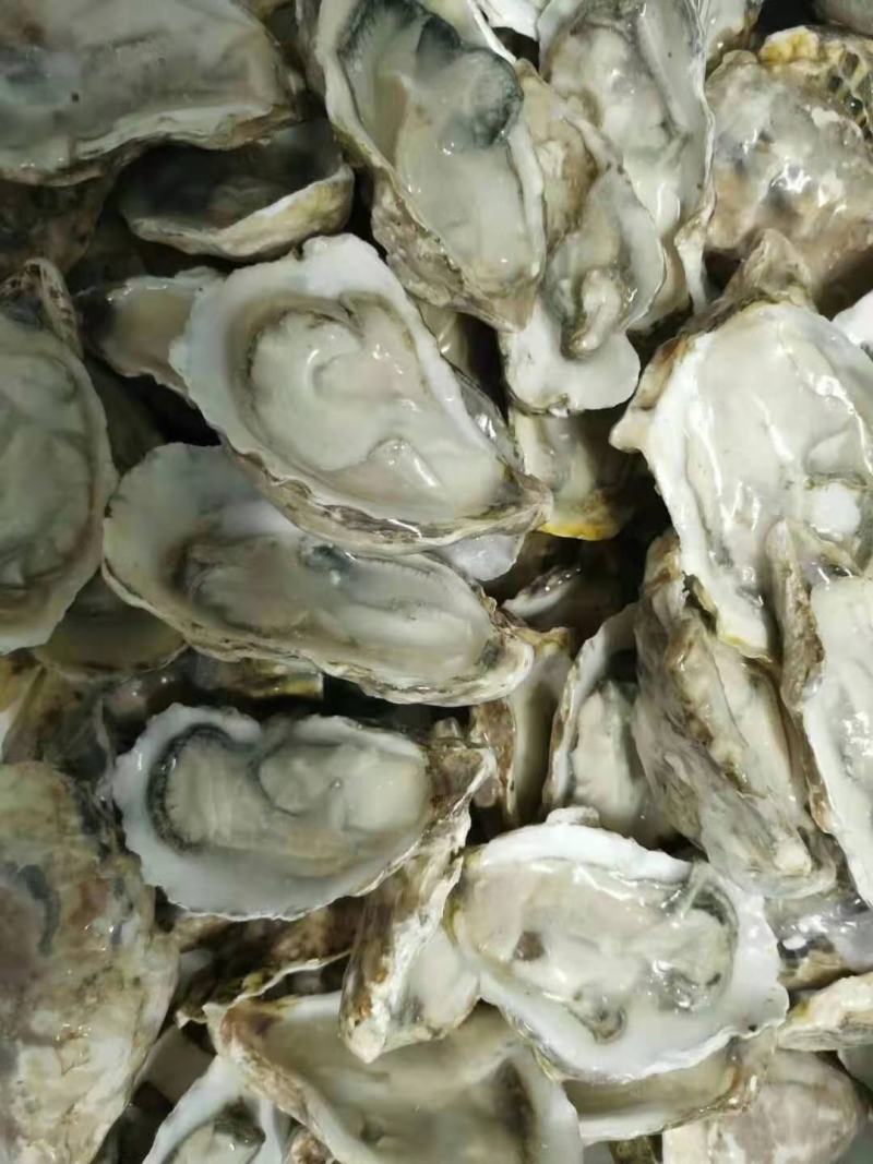 乳山生蚝大量有货，片数齐全，各种规格都有货，欢迎前来订货