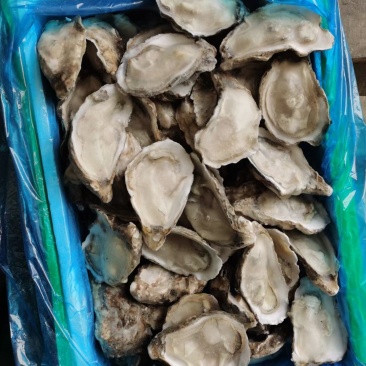 乳山生蚝大量有货，片数齐全，各种规格都有货，欢迎前来订货