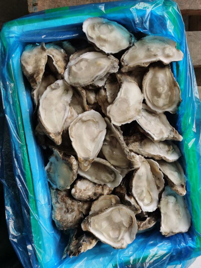 乳山生蚝大量有货，片数齐全，各种规格都有货，欢迎前来订货