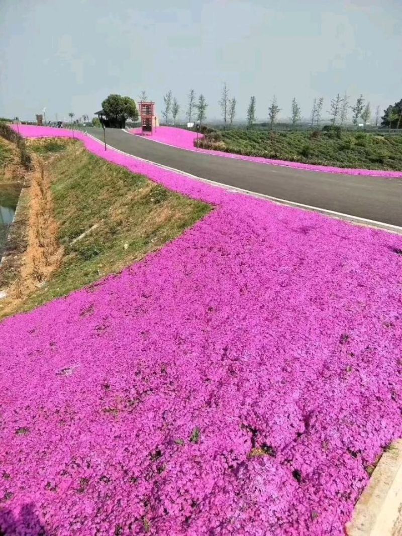 福禄考(芝樱)，绿化景观用
