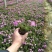 福禄考(芝樱)，绿化景观用