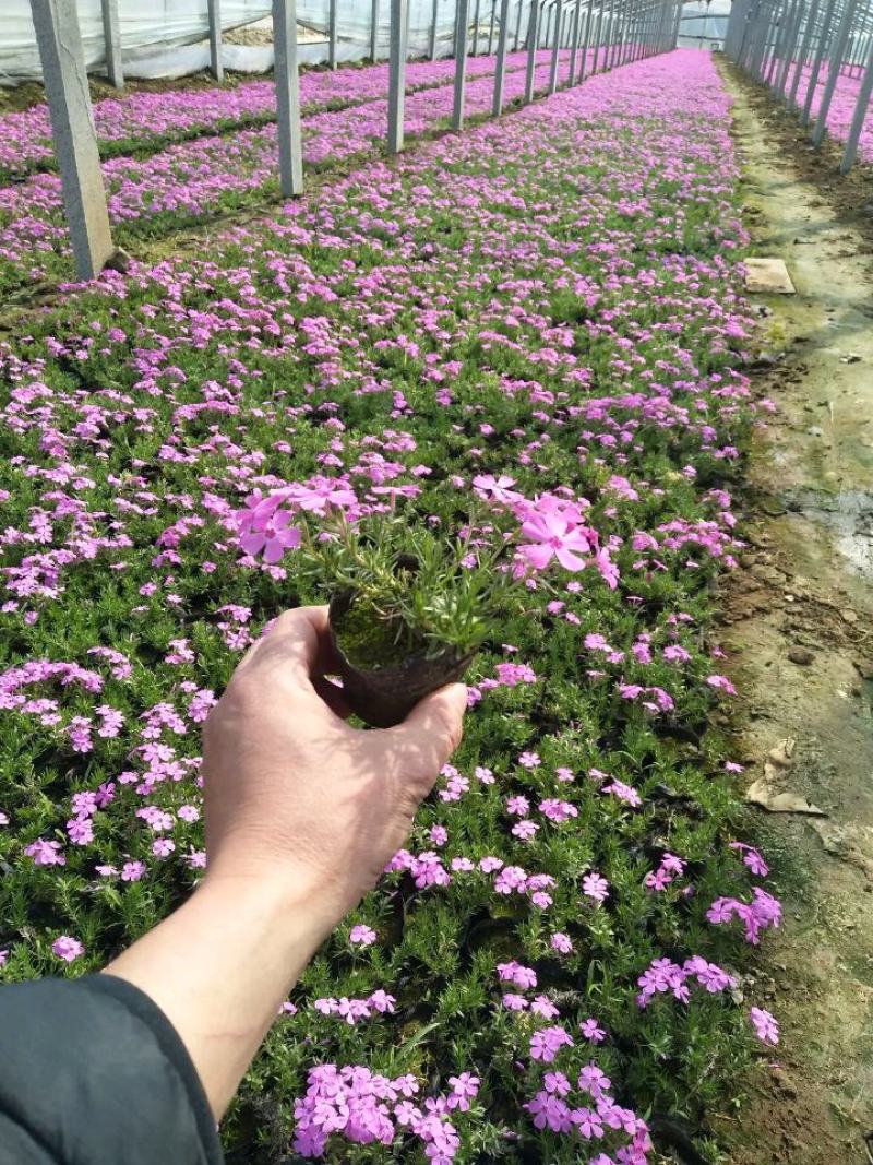 福禄考(芝樱)，绿化景观用