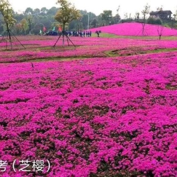 福禄考(芝樱)，绿化景观用