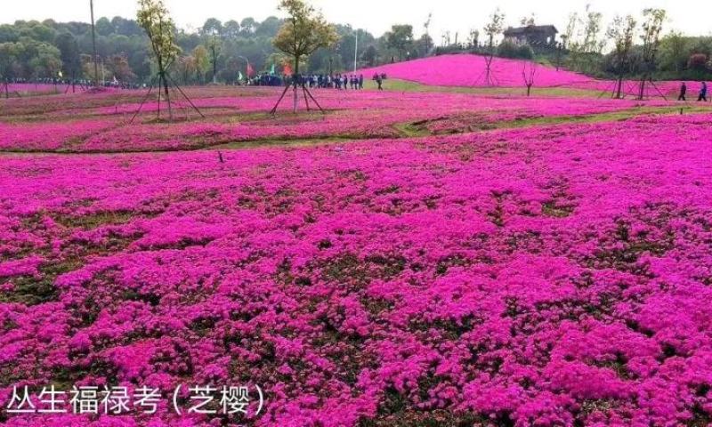 福禄考(芝樱)，绿化景观用