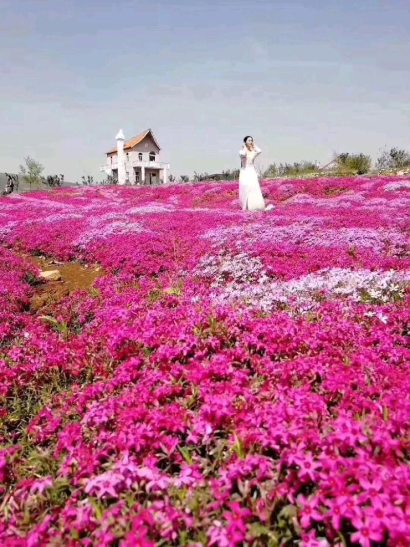 福禄考(芝樱)，绿化景观用